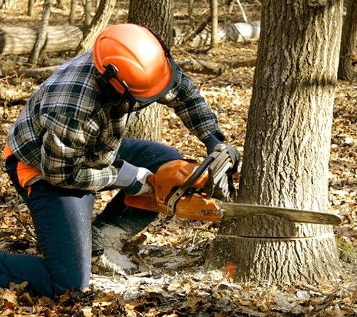Tree Removal in Tappahannock, VA